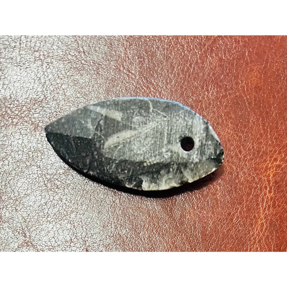 Natural Black Orthoceras Cephalopod Fossil